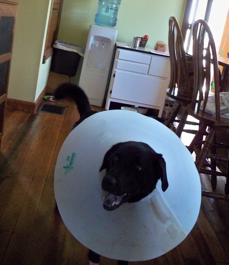 Champ with cone