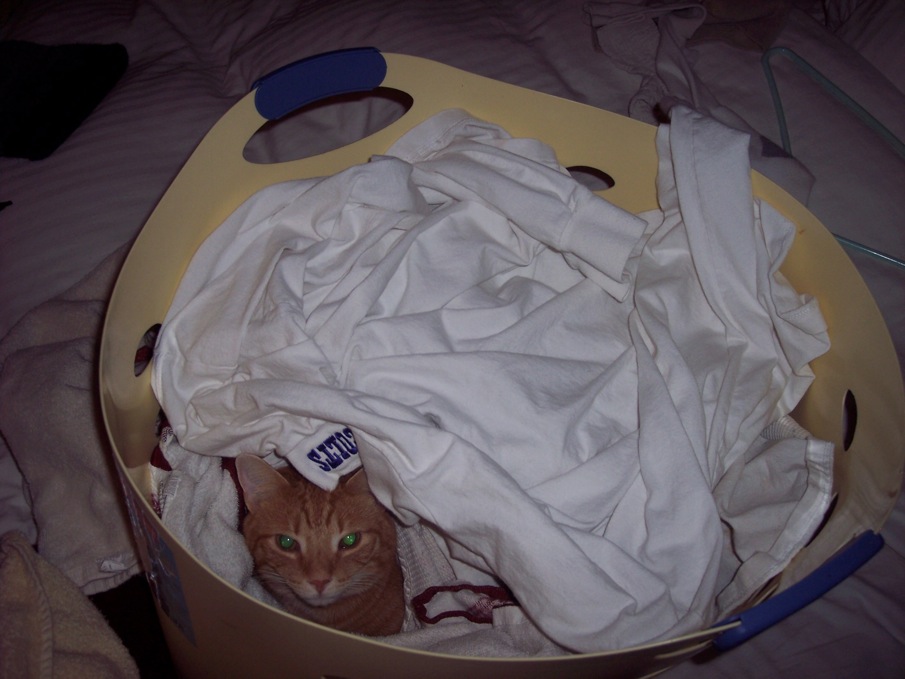Frankie in laundry